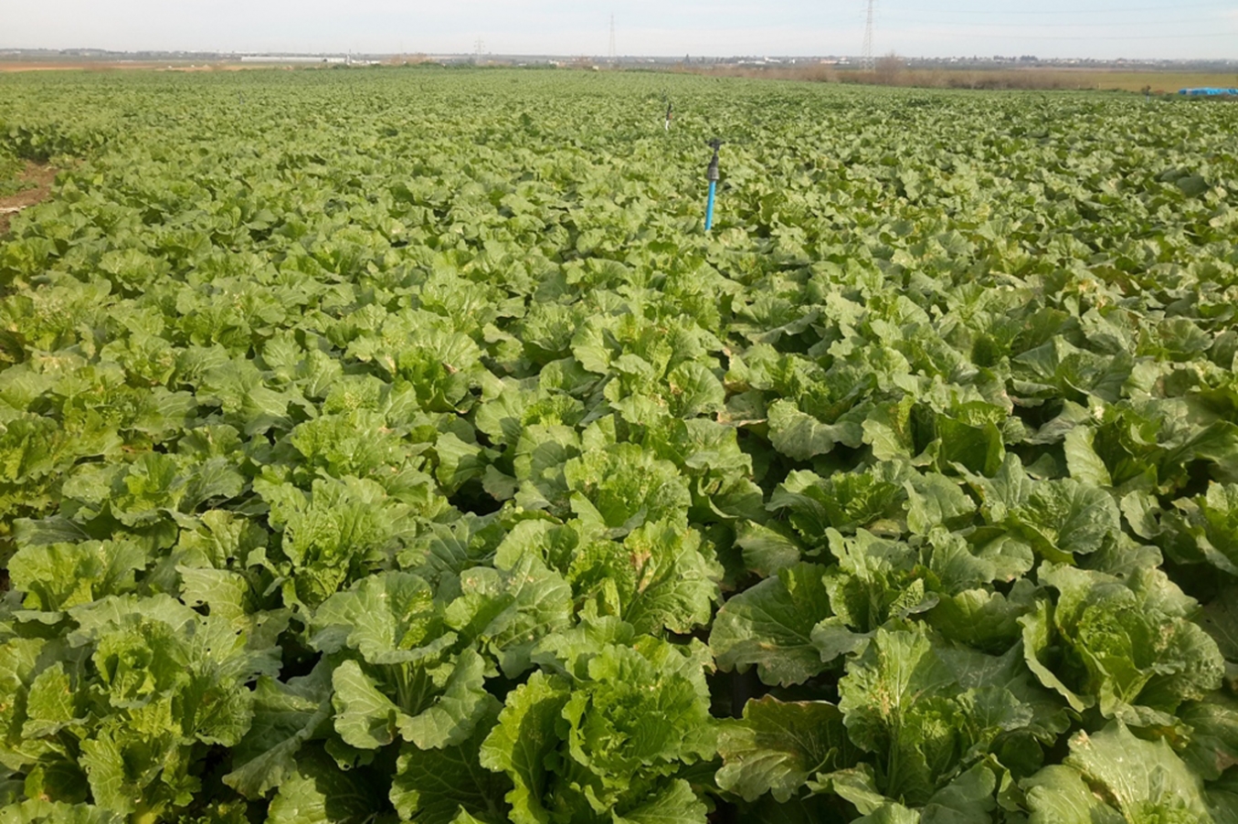 Adana’da ilk defa Çin lahanası ekildi. Adana’da ilk defa Çin lahanası ekildi.